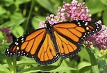 Image result for Butterflies. Size: 154 x 105. Source: althealthworks.com