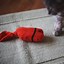 Image result for Easy DIY Cat Toys