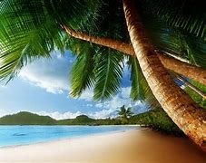 Image result for Palm Tree Beach Wallpaper