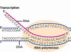 Image result for RNA Strand