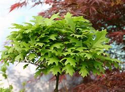 Image result for Quercus palustris Green Dwarf