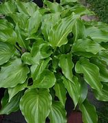 Image result for Hosta Invincible