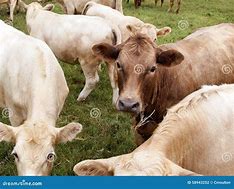 Image result for Dairy Cow Face