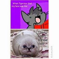 Image result for Chinese Cat Meme