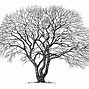 Image result for Japanese Maple Tree Drawing