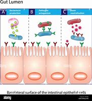 Image result for Small Intestine Lumen