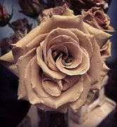 Image result for Rose Gold Color Flowers