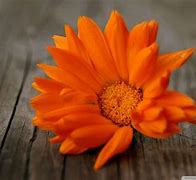 Image result for Mandarin Orange Flower