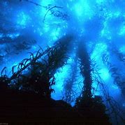 Image result for Deep Sea Desktop Wallpaper