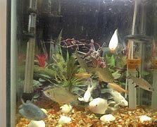 Image result for African Leaf Fish Tank Mates