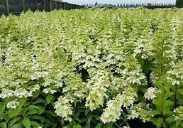 Image result for Hydrangea paniculata Confetti