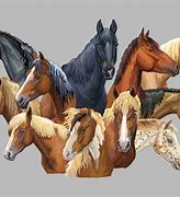 Image result for Different Horse Breeds