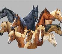 Image result for Top 5 Horse Breeds