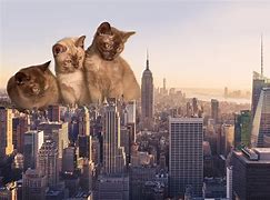 Image result for New York Cat Meme