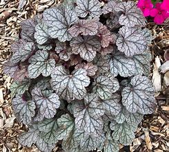 Bildergebnis für Heuchera Shimmer