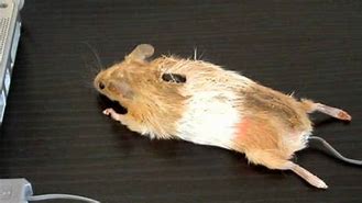 Image result for Animal Computer Mouse