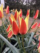 Image result for Tulipa clusiana Annika