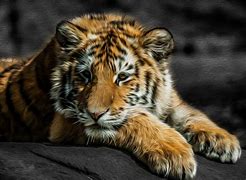 Image result for tiger paintings