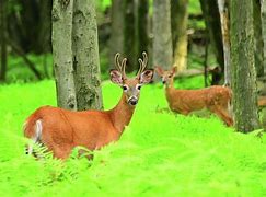 Image result for Whitetail Deer Herd in PA