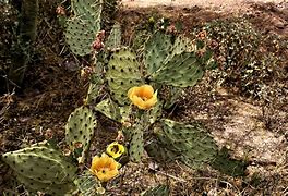 Image result for Arizona Cactus with Tall Yellow Flowers