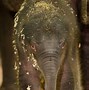Image result for Oregon Zoo Elephant