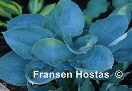 Bildergebnis für Hosta Lakeside Color Blue