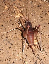 Image result for Tennessee Cave Cricket
