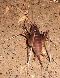 Image result for Cave Cricket Concept Art