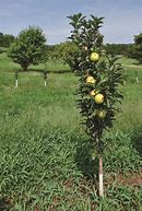 Image result for New Apple Tree