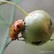 Image result for "spotted-asparagus-beetle"