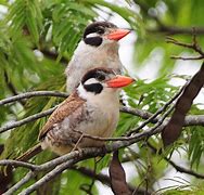 Image result for Nystalus Bucconidae