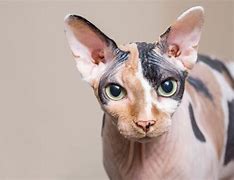 Image result for Cat Image 1024X1024