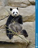 Image result for Giant Panda Bamboo Forest Sqishi
