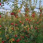 Image result for Apple Tree Nursery