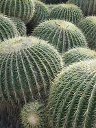 Image result for Phoenix Cacti