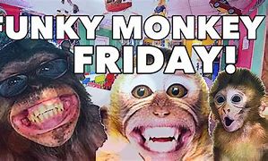 Image result for Friday Monkey Meme