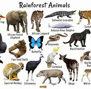 Image result for Temperate Rainforest Animal Adaptations