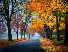 Image result for Autumn Tree Leaves