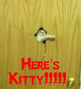 Image result for Meme PFP Come Here Kitten