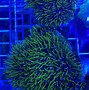 Image result for Green Star Polyps