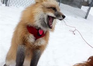 Image result for Pet Fox