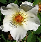 Image result for Pics of Wild Roses