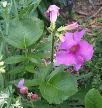 Image result for Incarvillea delavayi