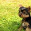 Image result for Cute Yorkies