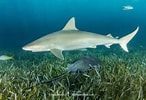 Afbeeldingsresultaten voor "carcharhinus Acronotus". Grootte: 146 x 100. Bron: www.sharksandrays.com