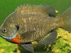Image result for Bluegill Fish in Water