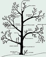 Image result for Pear Tree Types Varieties