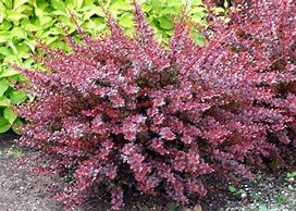 Image result for Berberis thunb. Darts Red Lady