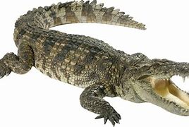 Image result for Alligator Clips Transparent