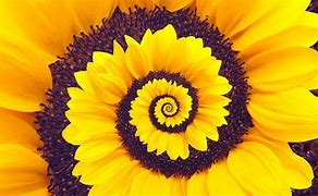 Image result for Yellow Level Spiral Dynamics Symbol